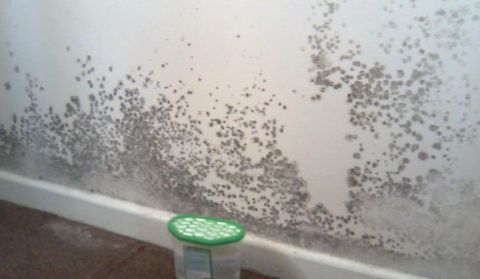 damp